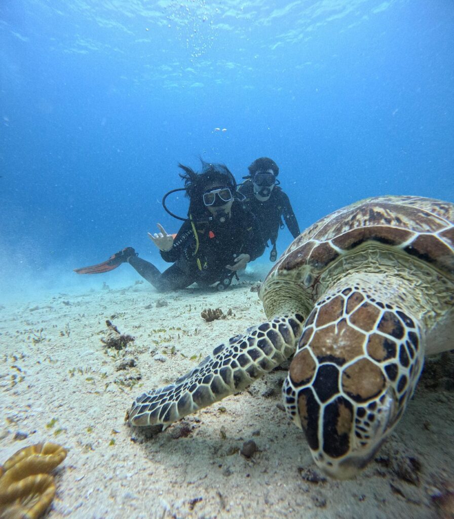 Swim with turtles - Diving in Palawan Turtles
