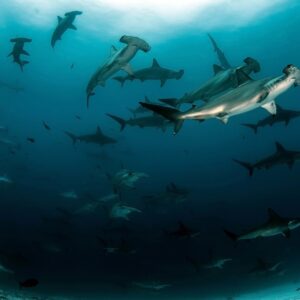 AWARE Shark Conservation