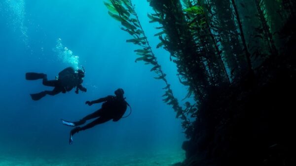 Deep diver