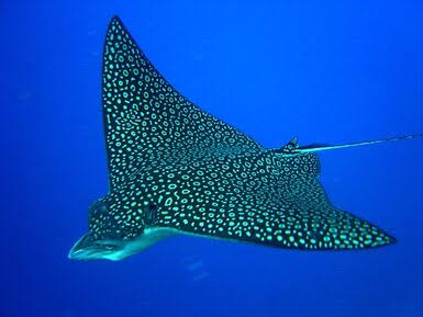 Eagle ray manta - Diving in El Nido