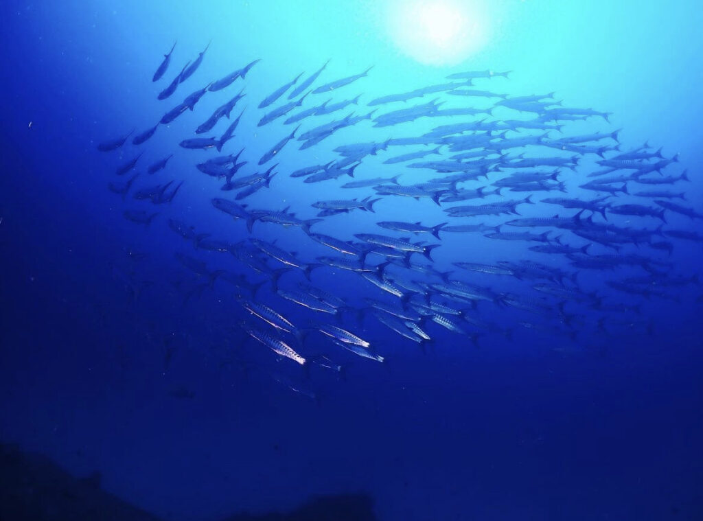 Diving in El Nido - Diving in Palawan Diving amongst barracudas in El Nido