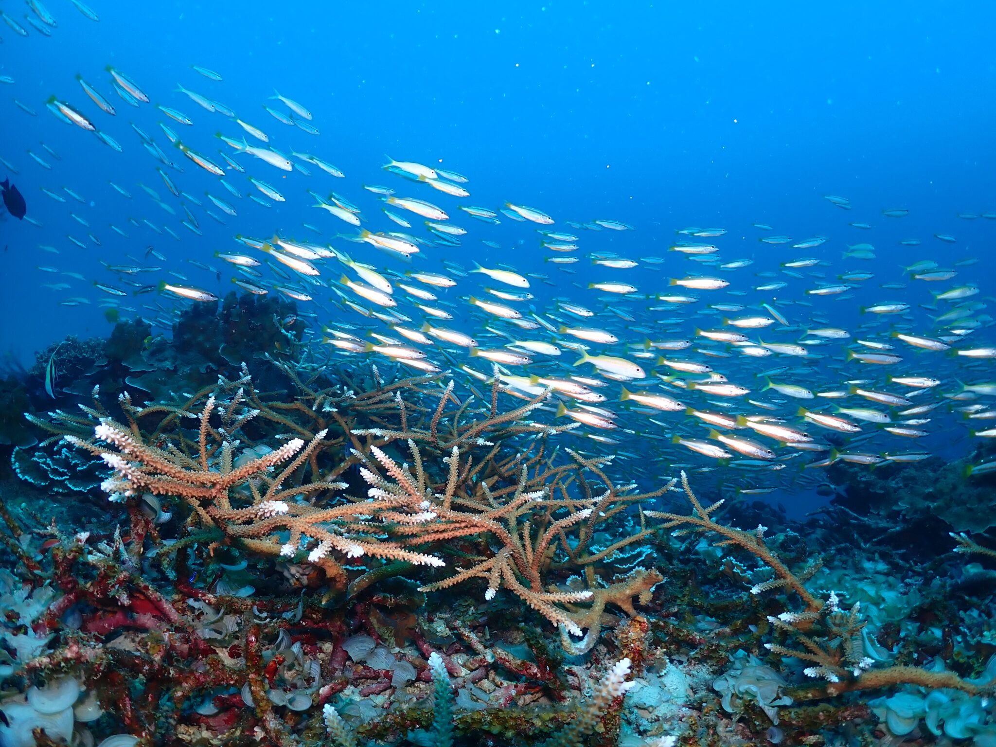 Diving in El Nido - Diving in Palawan Schools of fish - Diving in El Nido