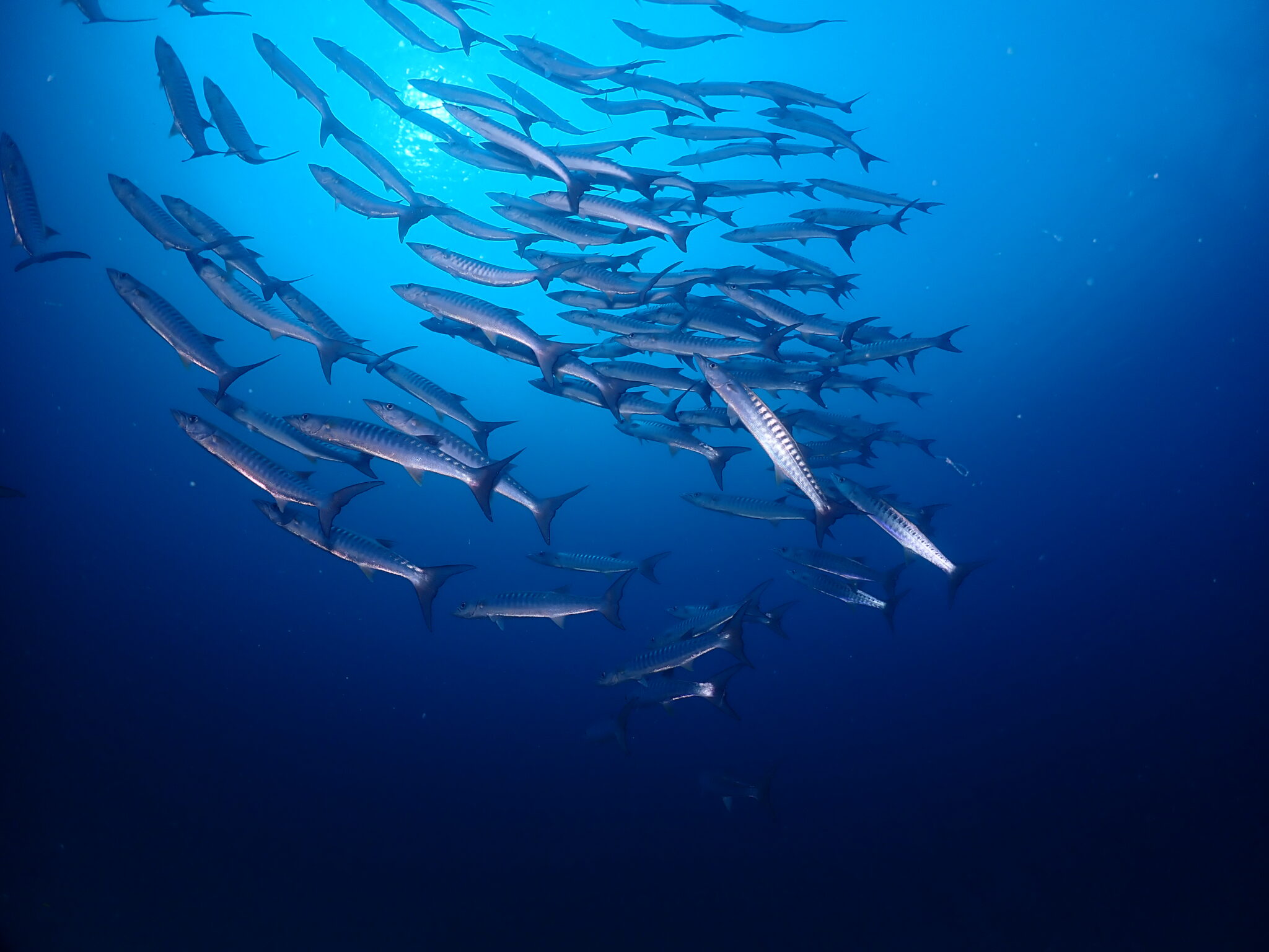Diving in El Nido - Diving in Palawan Barracudas - Diving in El Nido