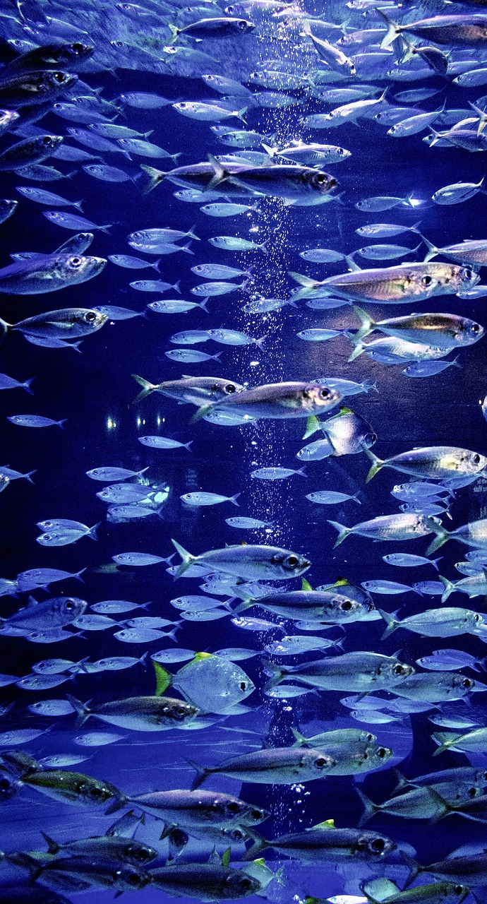Fish and marine life - Diving in Palawan A lot of fish in Puerto Princesa