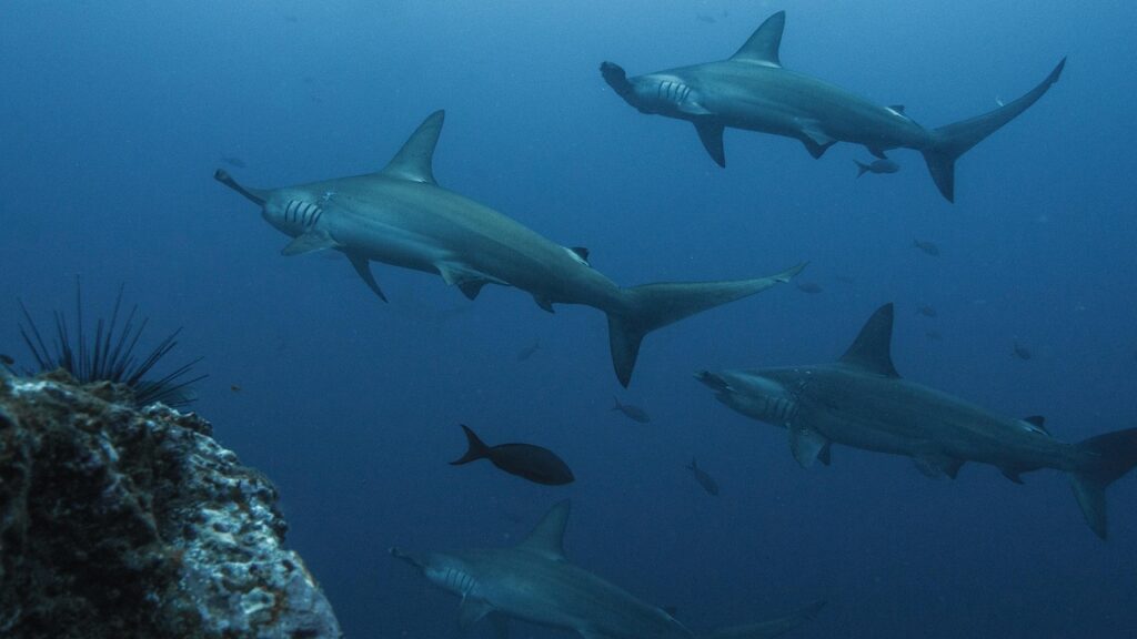 Hammer heads - Diving in Palawan Hammer head sharks