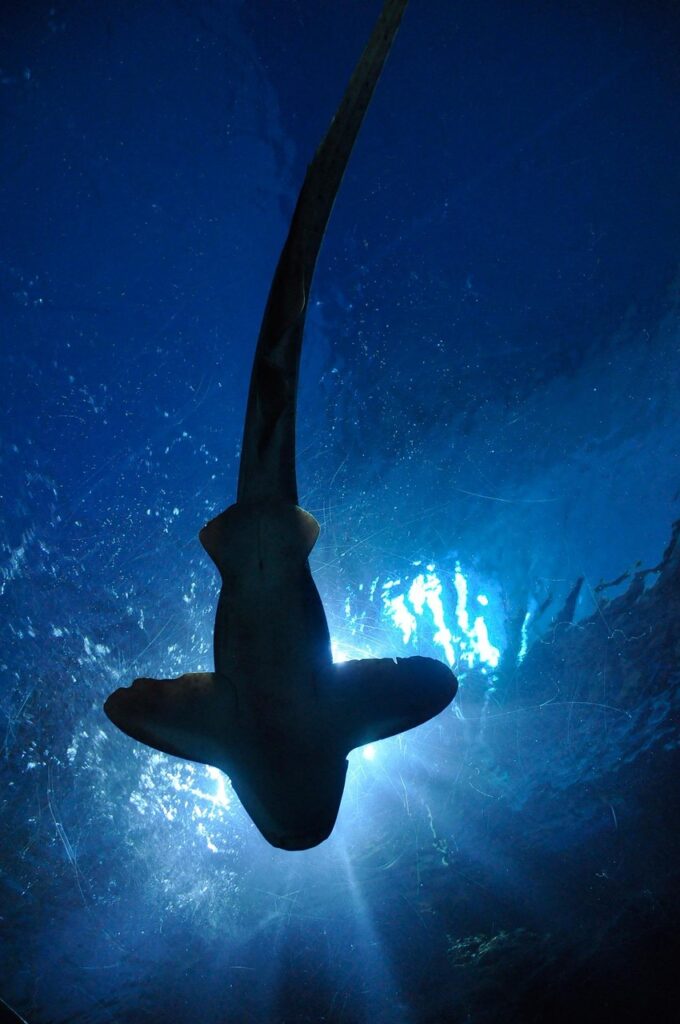 shark-164899_1280 - Diving in Palawan
