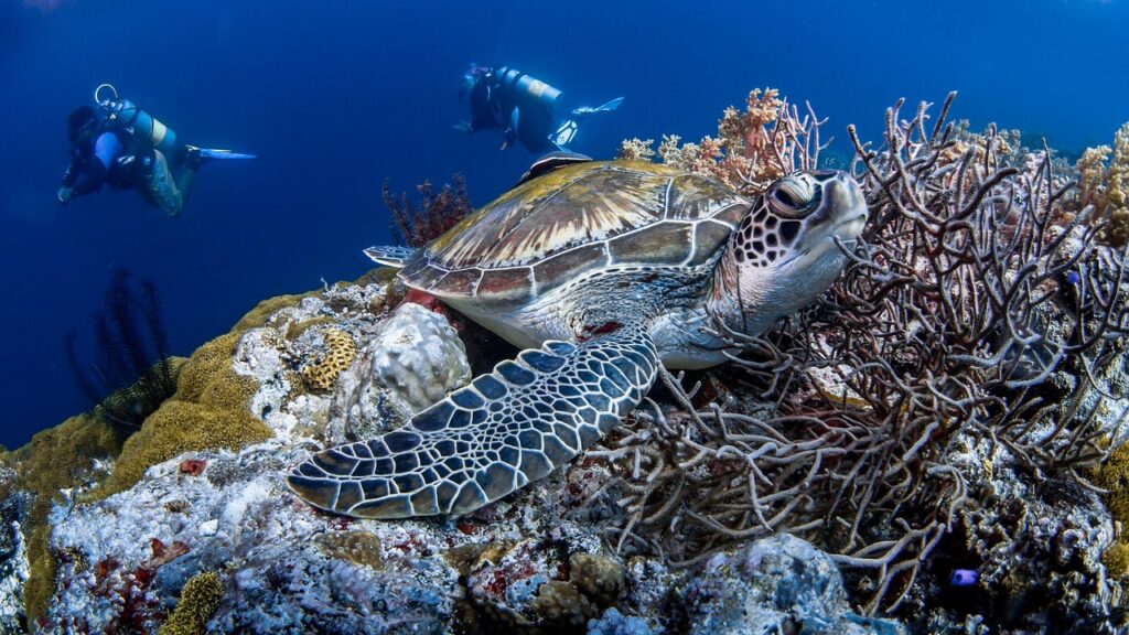Turtles while diving in Tubbataha - Diving in Palawan Turtles and pristine reefs