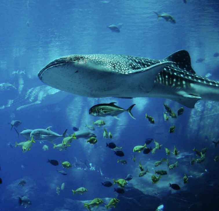 Whale shark Palawan - Diving in Palawan Whale shark while diving in Puerto Princesa